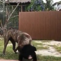 دوستی سگ و میمون