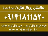 خرید نهال گردو در تهران و میاندواب و سراسر کشور 09141811520