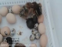 جوجه کشی همزمان از مرغ بومی و بلدرچین