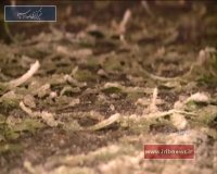 بارش برف پاییزی در اردبیل