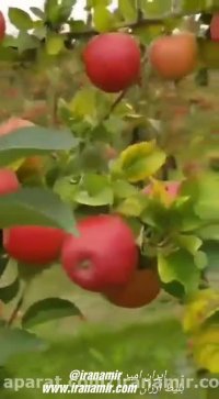 این یک ویدئوی زیبا چهار بُعدی است !