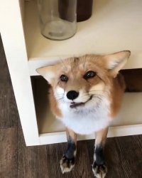 تا حالا با روباه حرف زدین؟