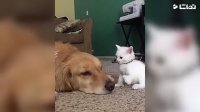 کلیپ خنده دار گربه های بداخلاق