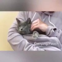 جا گربه ای هم رسید!