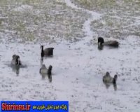 دانلود فیلم - #تالاب #شیرین سو از دیدنی ترین پتانسیلهای گردشگری منطقه شیرین سو شهرستان کبودر اهنگ