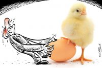 کنترل گرانی تخم مرغ در ایران از دست خارج شد !؟