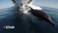 ثبت لحظاتی زیبا از حرکت دلفین ها با استفاده از دوربین گوپرو