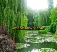 تلاوت قرآن برای وضعیت واتساپ واینستا