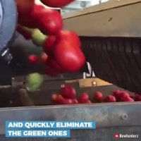 ماشین مرتب سازی گوجه فرنگی