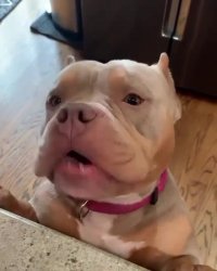 سگی که به تغذیه سالم اهمیت می‌دهد