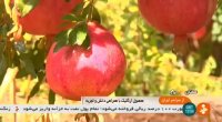 برداشت انار شهرستان آرادان ایران