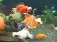 نجات ماهی با ویلچر