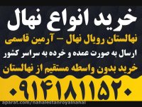 خرید نهال گردو - فروش نهال گردو 09141811520