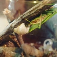 تخم گذاری جیرجیرک