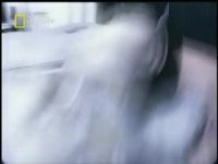 خوردن اختاپوس زنده!