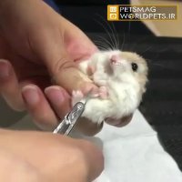 آموزش کوتاه کردن ناخن همستر