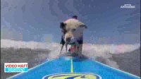 ویدئوهای منتخب 2017 :‌ حیوانات عاشق ورزش و هیجان