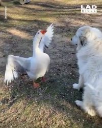 کلیپ خنده دار کوتاه اردک بادیگارد