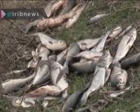 تلف شدن هزاران ماهی در گرگان رود