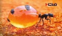 مورچه عسل همانند زنبور شیره گیاهان را می مکند