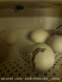 لحظه فوق العاده بیرون آمدن جوجه از تخم در ایزی باتور 6