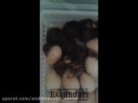 جوجه کشی از بوقلمون