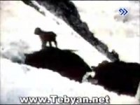 ماجرای به قدرت رسیدن تیمور بختیار (1)