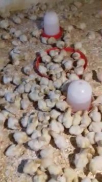 بوقلمون بی یو تی 7 روزه