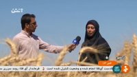 از اوضاع خوزستان تا برداشت گندم در بوشهر