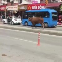 گاو با شاخ زن ترکیه ای رو می کشه