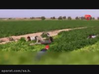 اینها تروریست نیستند؛ اینها فقط ماهیگیرند!!