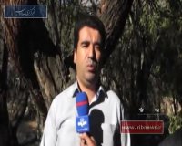 آتش بلای جان باغ‌های _شیرکوه_ یزد