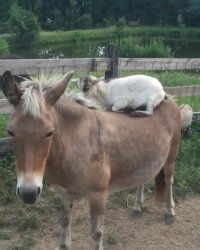 جایگاه مخصوص بزغاله