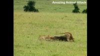 حمله شگفت انگیز حیوانات وحشی