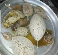 خریدعسل طبیعی