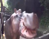 اسب آبی عاشق هندوانه!