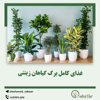 گیاهان برگ زینتی