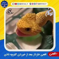 افعی  بعد از خوردن کلوچه نادی
