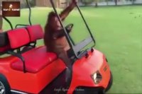 رانندگی جالب یک میمون