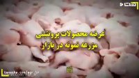 عرضه محصولات پروتئینی مزرعه نمونه در بازار
