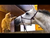 کلیپ های خنده دار بامزه ترین کارهای حیوانات - هفته آخر فروردین 1401