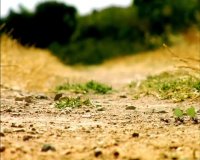 دانلود انیمیشن زندگی خصوصی حشرات 2006 - قسمت 16 - آواز جیرجیرک ها