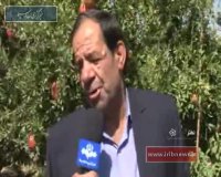 نطنز؛ جشنواره انار