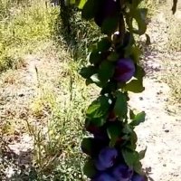 نهال آلو خوشه ای- درخت آلو نهالستان پارس