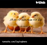 قیمت خرید جوجه مرغ اجداد یکروزه