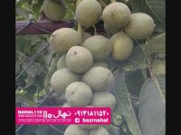 نهال گردو تو سرخ پیوندی 09141811520