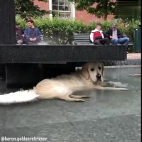 کلیپی دیدنی از سگ ریلکس