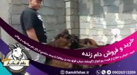 بره ماده افشار | خرید فروش قیمت بره ماده افشار 09026513209