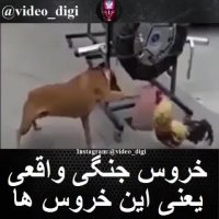 دعوای خروس ها