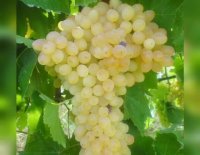 نهالستان انگور پاشازاده